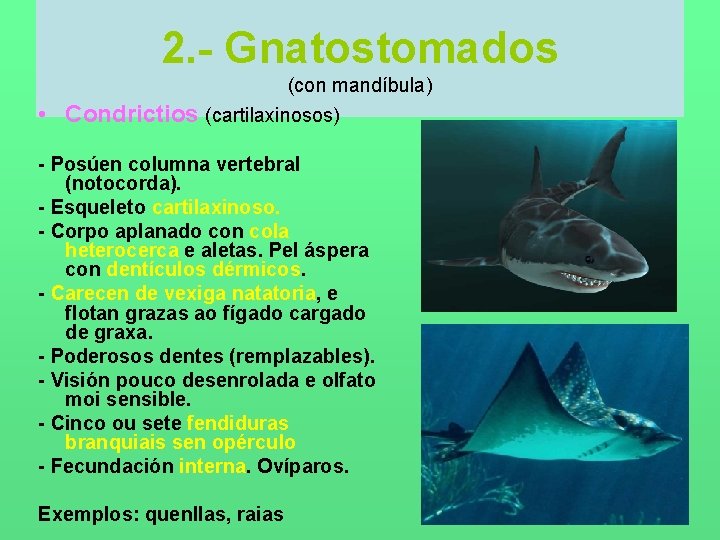 2. - Gnatostomados • Condrictios (con mandíbula) (cartilaxinosos) - Posúen columna vertebral (notocorda). -