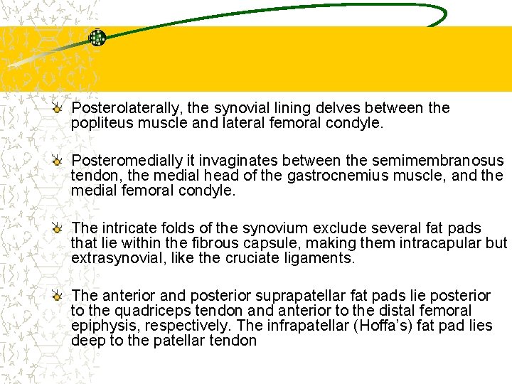 Posterolaterally, the synovial lining delves between the popliteus muscle and lateral femoral condyle. Posteromedially
