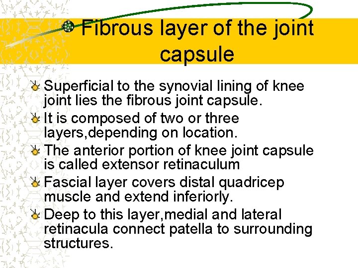 Fibrous layer of the joint capsule Superficial to the synovial lining of knee joint