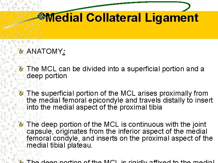 Medial Collateral Ligament ANATOMY: The MCL can be divided into a superficial portion and