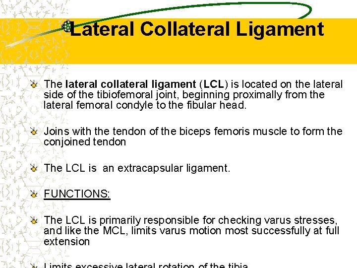 Lateral Collateral Ligament The lateral collateral ligament (LCL) is located on the lateral side