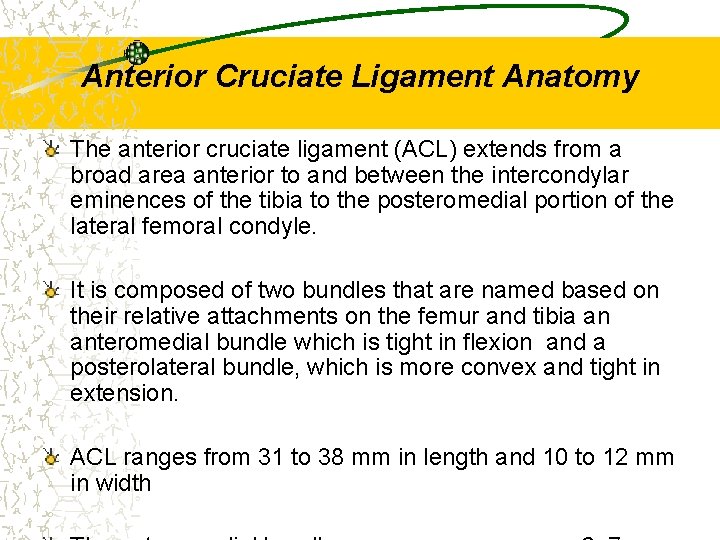 Anterior Cruciate Ligament Anatomy The anterior cruciate ligament (ACL) extends from a broad area