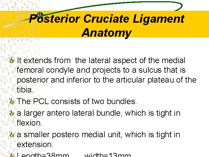 Posterior Cruciate Ligament Anatomy It extends from the lateral aspect of the medial femoral