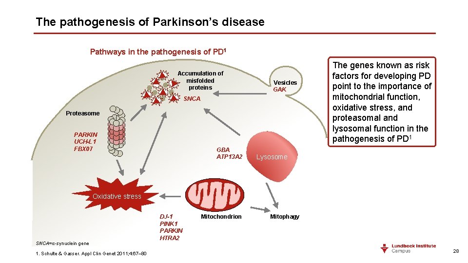 The pathogenesis of Parkinson’s disease Pathways in the pathogenesis of PD 1 Accumulation of