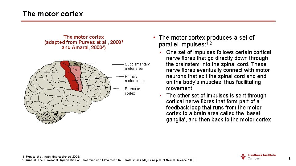The motor cortex • The motor cortex produces a set of parallel impulses: 1,