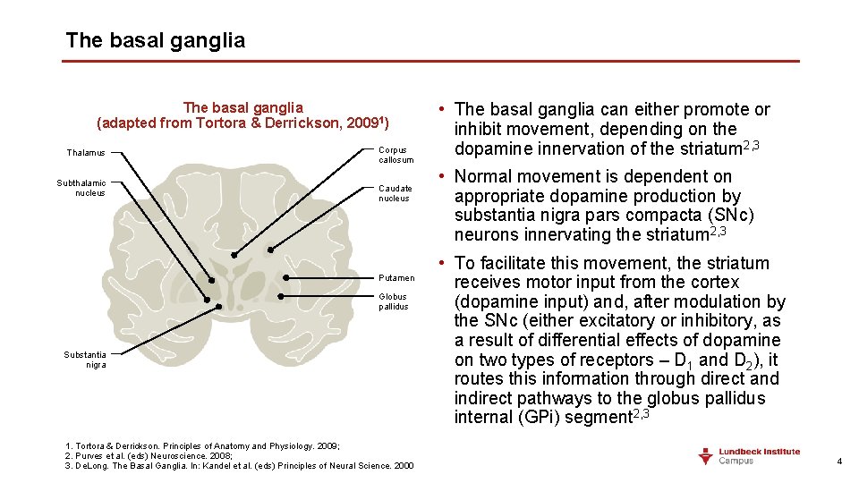 The basal ganglia (adapted from Tortora & Derrickson, 20091) Thalamus Subthalamic nucleus Corpus callosum
