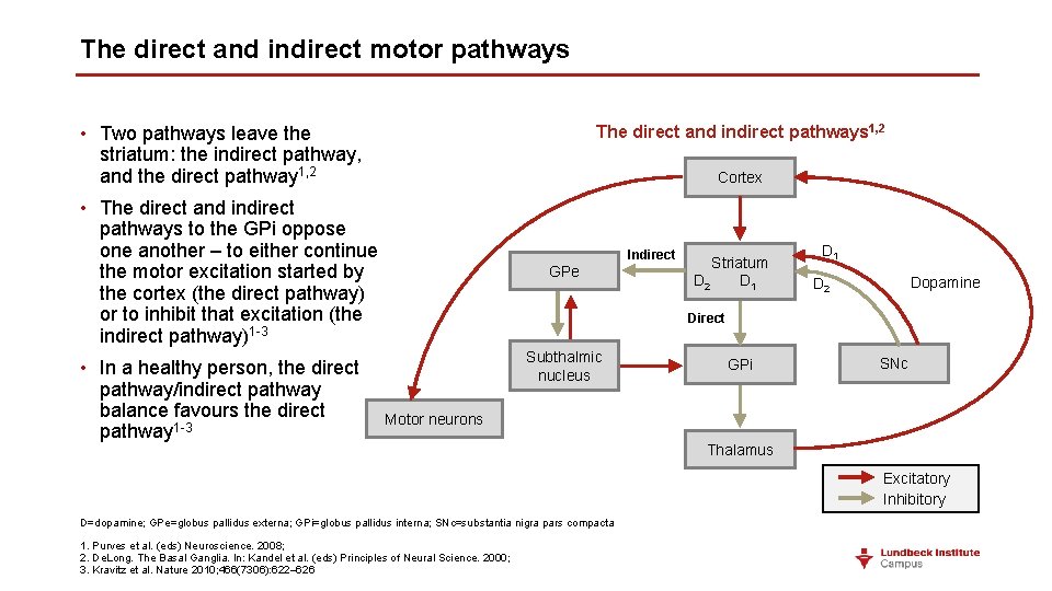 The direct and indirect motor pathways • Two pathways leave the striatum: the indirect