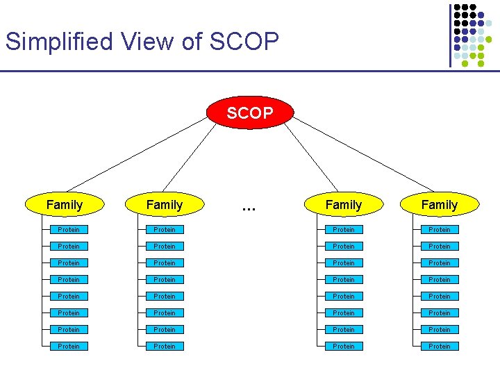 Simplified View of SCOP Family … Family Protein Protein Protein Protein Protein Protein Protein