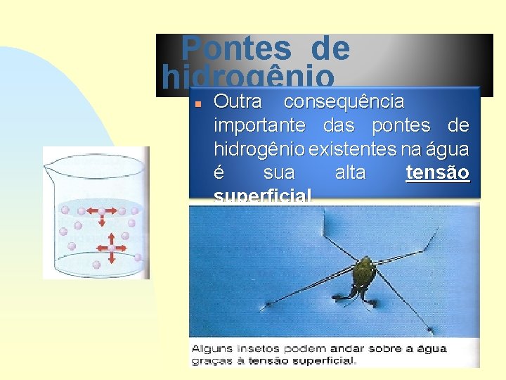 Pontes de hidrogênio n Outra consequência importante das pontes de hidrogênio existentes na água