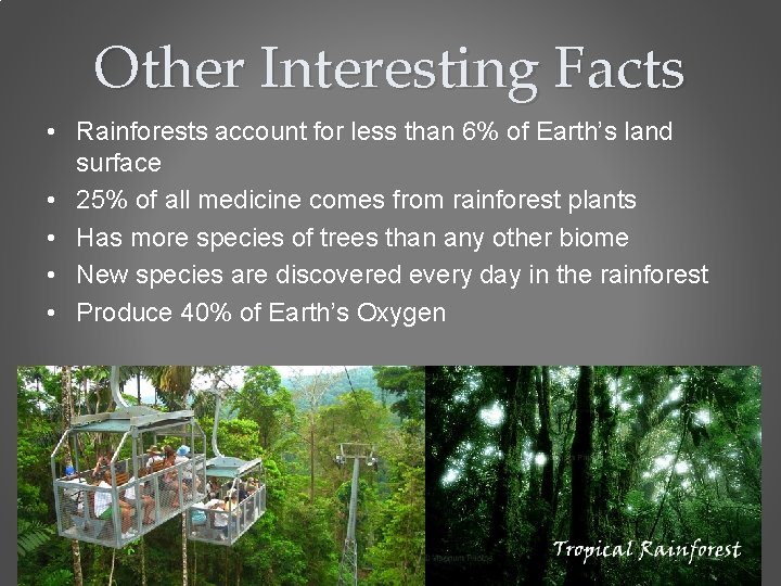 Other Interesting Facts • Rainforests account for less than 6% of Earth’s land surface