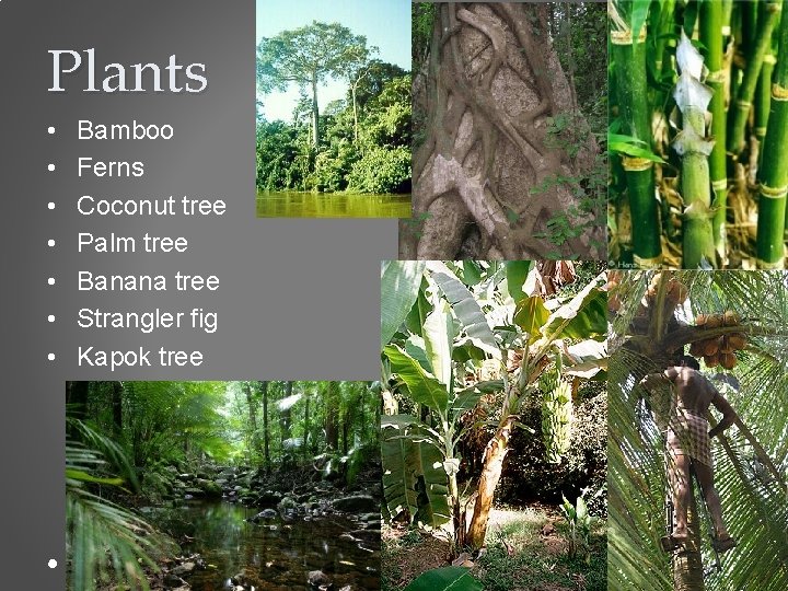 Plants • • Bamboo Ferns Coconut tree Palm tree Banana tree Strangler fig Kapok