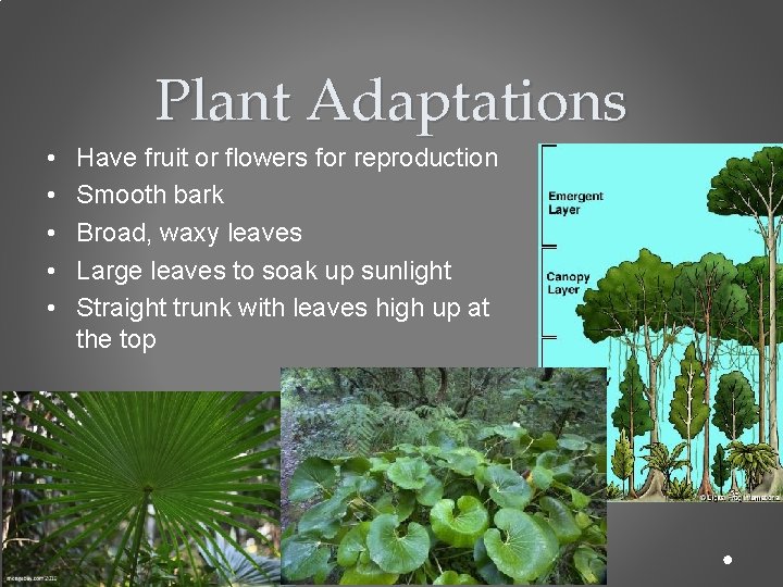 Plant Adaptations • • • Have fruit or flowers for reproduction Smooth bark Broad,