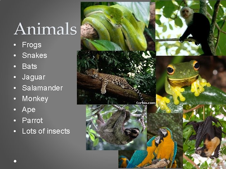 Animals • • • Frogs Snakes Bats Jaguar Salamander Monkey Ape Parrot Lots of