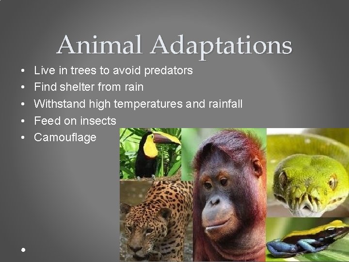 Animal Adaptations • • • Live in trees to avoid predators Find shelter from