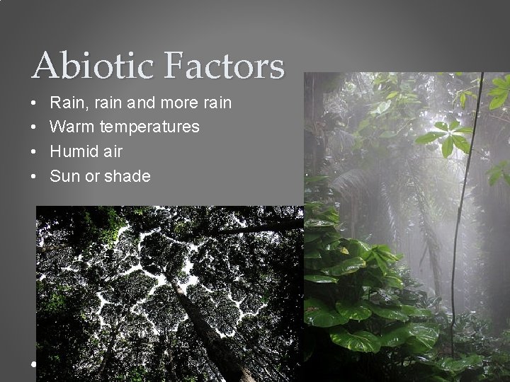 Abiotic Factors • • Rain, rain and more rain Warm temperatures Humid air Sun