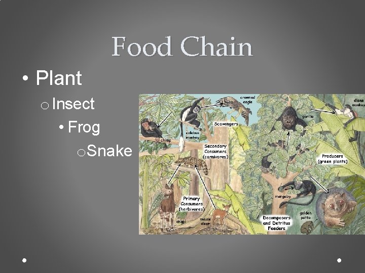 Food Chain • Plant o Insect • Frog o. Snake 