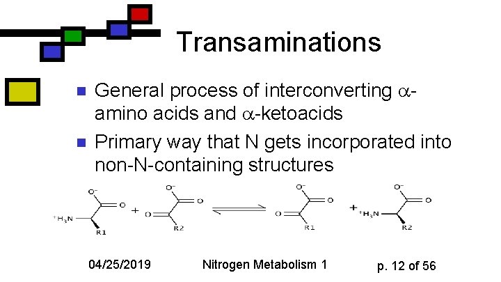 Transaminations n n General process of interconverting amino acids and -ketoacids Primary way that