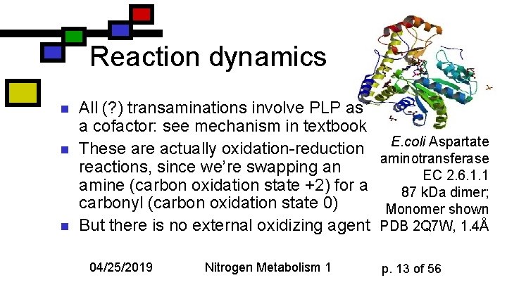 Reaction dynamics n n n All (? ) transaminations involve PLP as a cofactor: