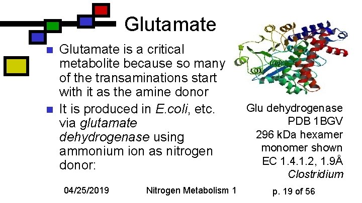 Glutamate n n Glutamate is a critical metabolite because so many of the transaminations