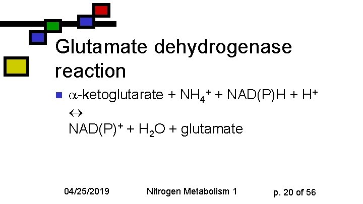 Glutamate dehydrogenase reaction n -ketoglutarate + NH 4+ + NAD(P)H + H+ NAD(P)+ +