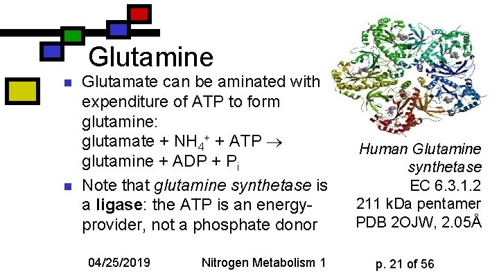 Glutamine n n Glutamate can be aminated with expenditure of ATP to form glutamine: