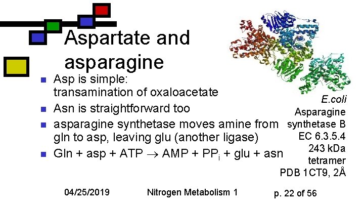 Aspartate and asparagine n n Asp is simple: transamination of oxaloacetate E. coli Asn