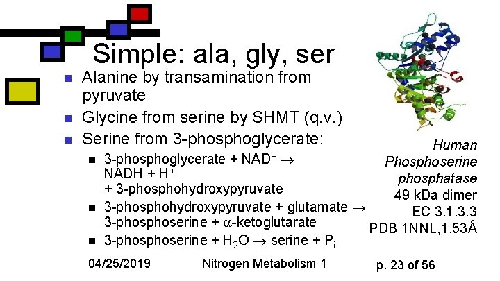 Simple: ala, gly, ser n n n Alanine by transamination from pyruvate Glycine from