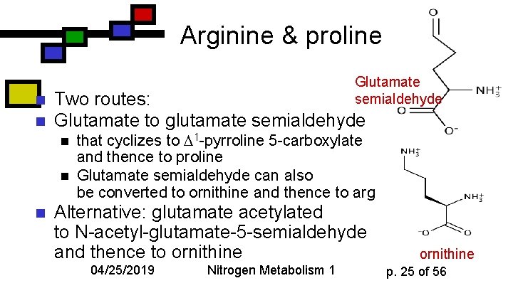 Arginine & proline n n Glutamate semialdehyde Two routes: Glutamate to glutamate semialdehyde n
