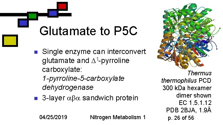 Glutamate to P 5 C n n Single enzyme can interconvert glutamate and 1