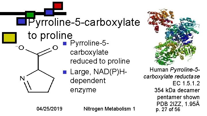 Pyrroline-5 -carboxylate to proline n n 04/25/2019 Pyrroline-5 carboxylate reduced to proline Large, NAD(P)Hdependent