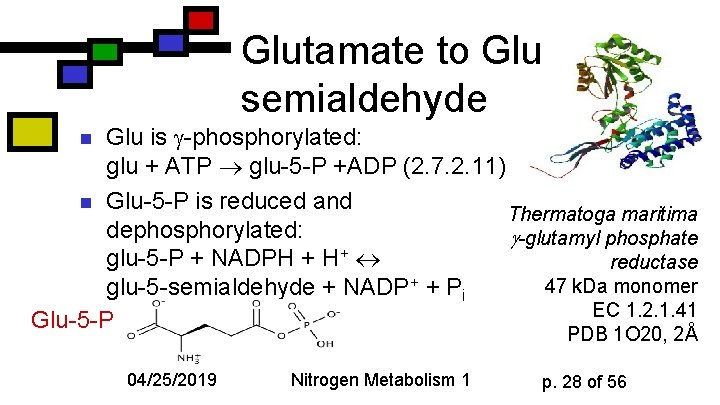 Glutamate to Glu semialdehyde Glu is -phosphorylated: glu + ATP glu-5 -P +ADP (2.