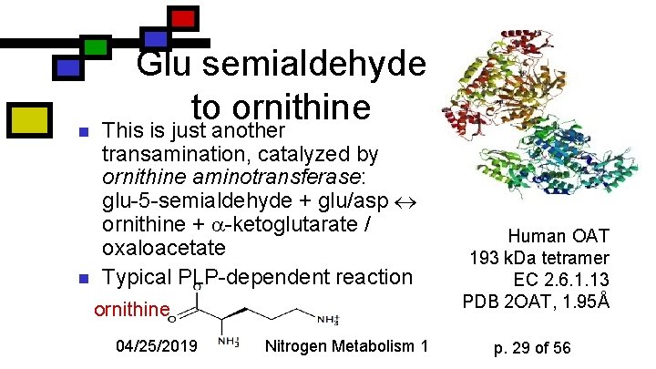 n n Glu semialdehyde to ornithine This is just another transamination, catalyzed by ornithine