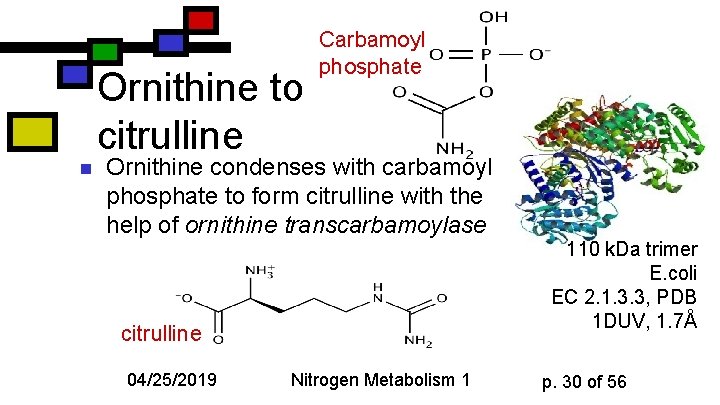 Ornithine to citrulline n Carbamoyl phosphate Ornithine condenses with carbamoyl phosphate to form citrulline