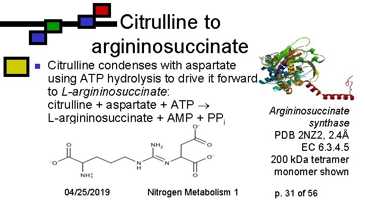 Citrulline to argininosuccinate n Citrulline condenses with aspartate using ATP hydrolysis to drive it