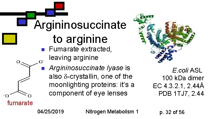 Argininosuccinate to arginine n n Fumarate extracted, leaving arginine Argininosuccinate lyase is also -crystallin,