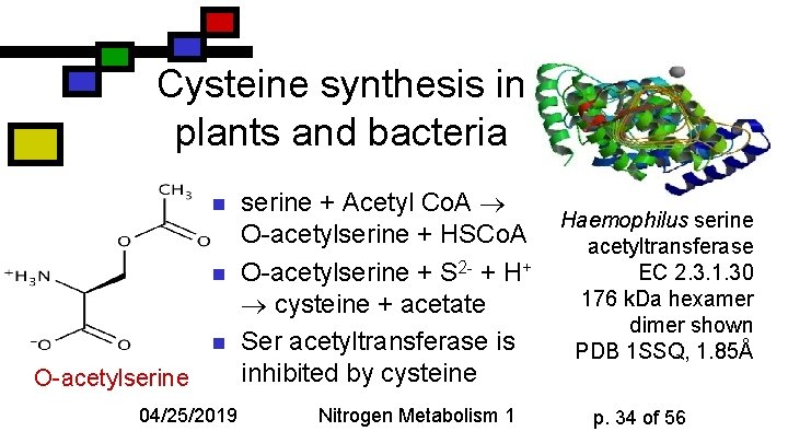 Cysteine synthesis in plants and bacteria n n n O-acetylserine 04/25/2019 serine + Acetyl