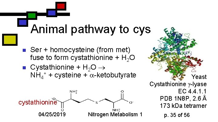 Animal pathway to cys n n Ser + homocysteine (from met) fuse to form