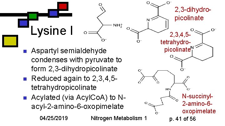 2, 3 -dihydropicolinate Lysine I n n n Aspartyl semialdehyde condenses with pyruvate to