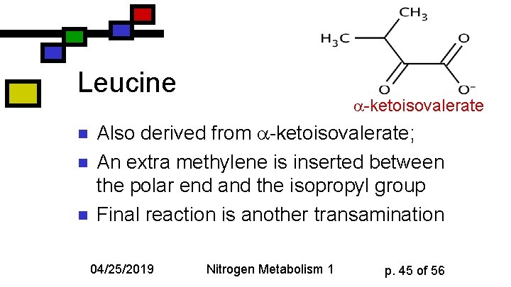 Leucine n n n -ketoisovalerate Also derived from -ketoisovalerate; An extra methylene is inserted