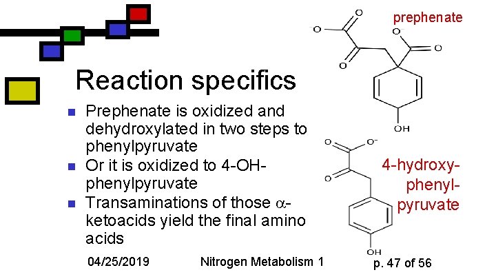 prephenate Reaction specifics n n n Prephenate is oxidized and dehydroxylated in two steps