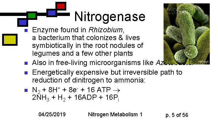 Nitrogenase n n Enzyme found in Rhizobium, a bacterium that colonizes & lives symbiotically