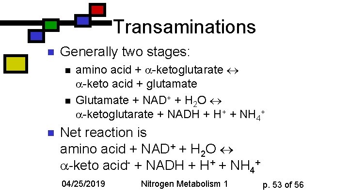 Transaminations n Generally two stages: n n n amino acid + -ketoglutarate -keto acid