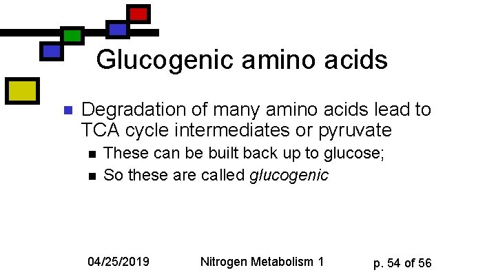 Glucogenic amino acids n Degradation of many amino acids lead to TCA cycle intermediates