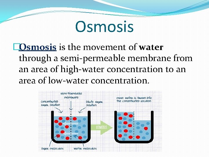 Osmosis �Osmosis is the movement of water through a semi-permeable membrane from an area