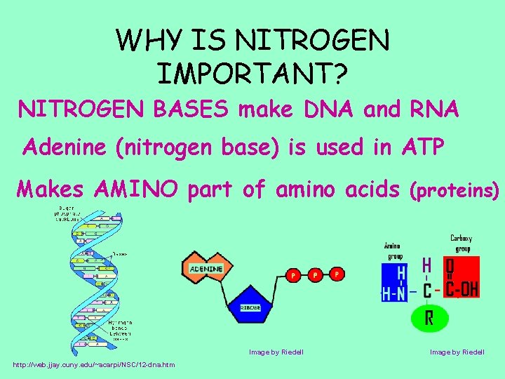 WHY IS NITROGEN IMPORTANT? NITROGEN BASES make DNA and RNA Adenine (nitrogen base) is