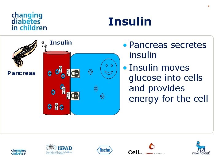 6 Insulin Pancreas • Pancreas secretes insulin • Insulin moves glucose into cells and