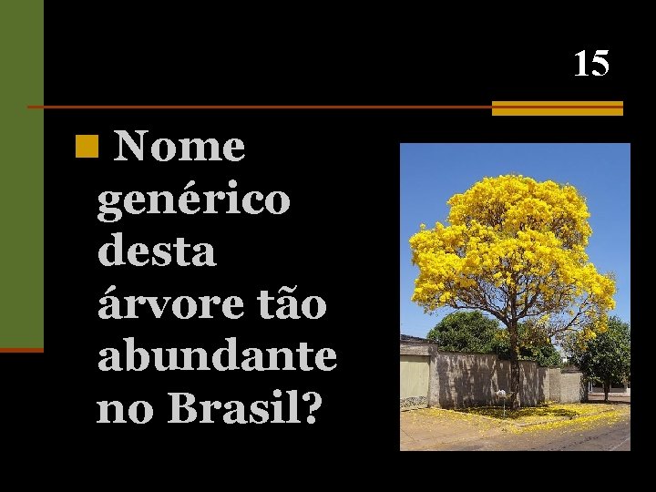 15 n Nome genérico desta árvore tão abundante no Brasil? 