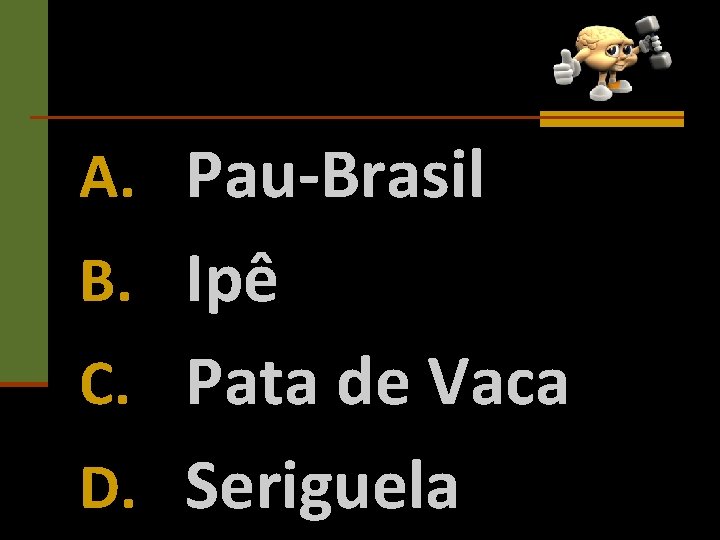 A. Pau-Brasil B. Ipê C. Pata de Vaca D. Seriguela 