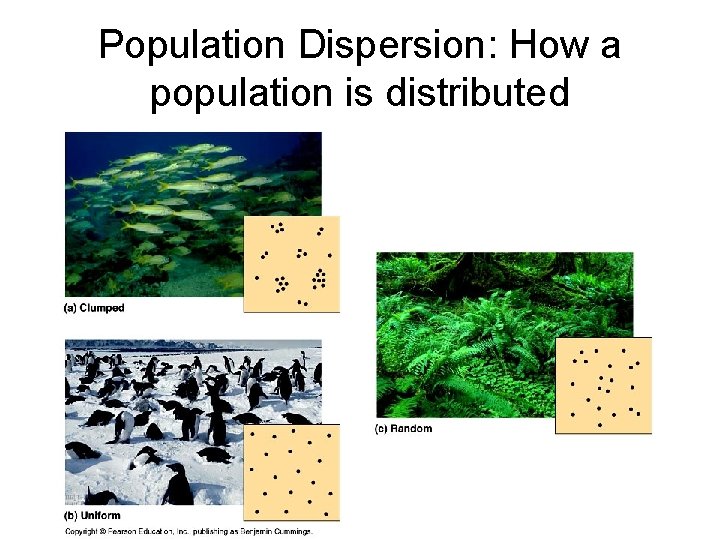 Population Dispersion: How a population is distributed 