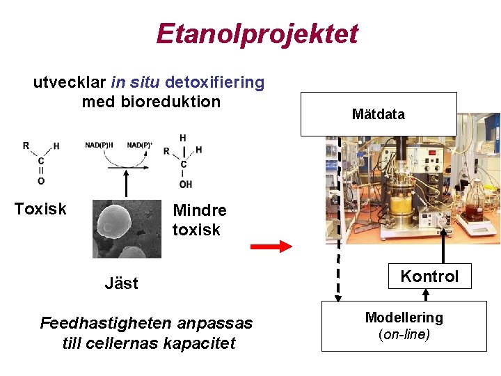 Etanolprojektet utvecklar in situ detoxifiering med bioreduktion Toxisk Mätdata Mindre toxisk Jäst Feedhastigheten anpassas